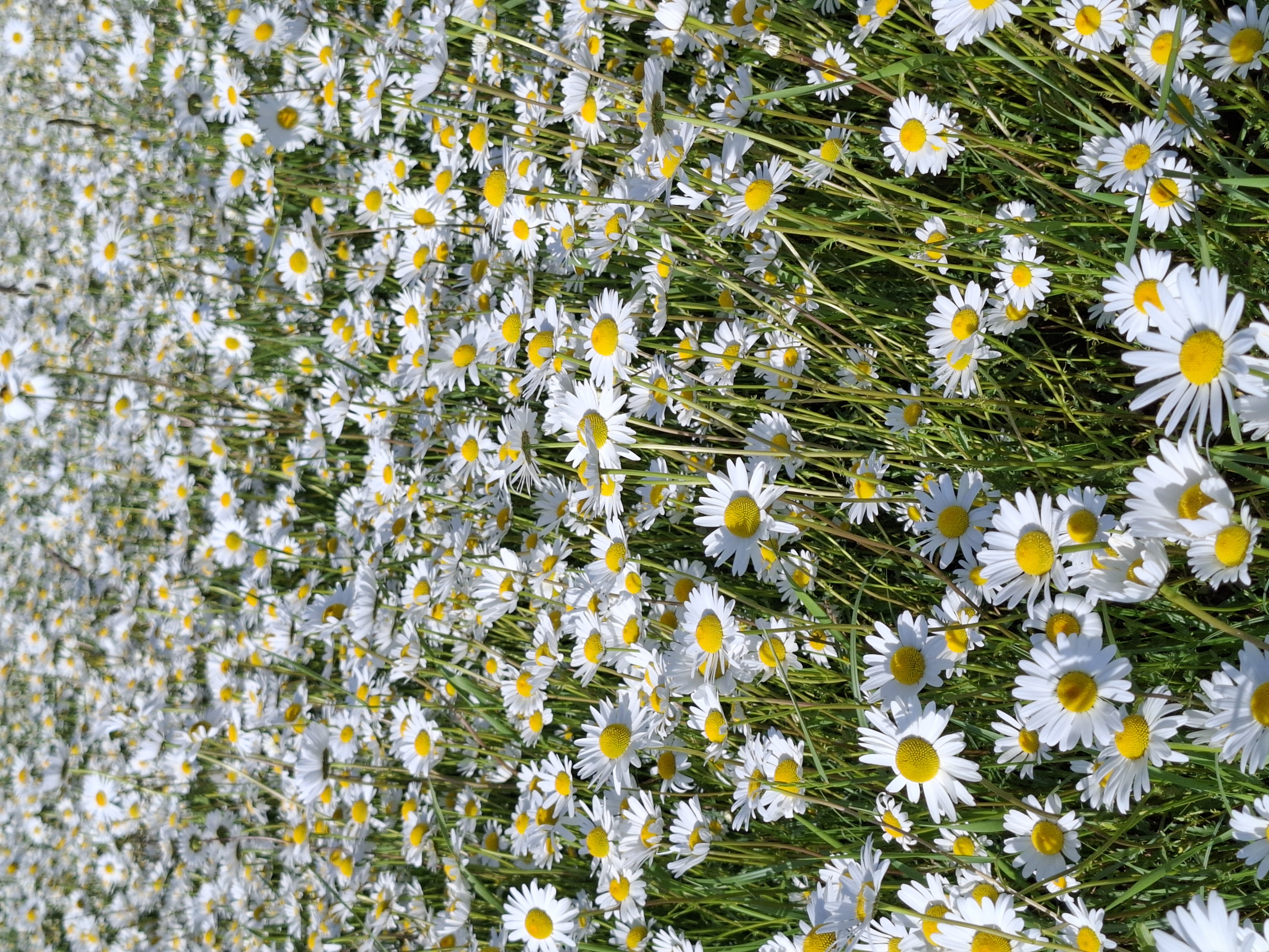Blumen